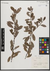 Foto von Salix L.